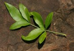 Heteromorpha arborescens var. abyssinica