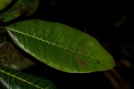 Pouteria adolfi-friedericii subsp. australis