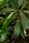 Chrysophyllum gorungosanum