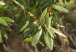 Euclea natalensis subsp. acutifolia