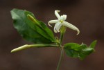 Jasminum streptopus