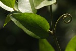 Strychnos angolensis