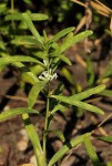Enicostema axillare subsp. axillare