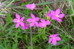 Chironia purpurascens subsp. humilis