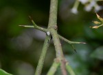 Carissa bispinosa subsp. zambesiensis