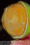 Ancylobotrys petersiana