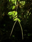 Alafia caudata subsp. latiloba