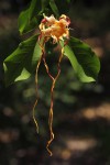 Strophanthus petersianus