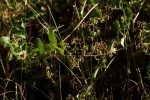 Tacazzea apiculata