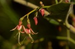 Tacazzea apiculata