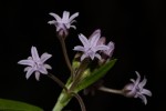 Margaretta rosea subsp. whytei