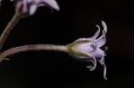 Margaretta rosea subsp. whytei