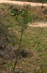 Gomphocarpus fruticosus subsp. fruticosus
