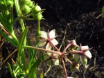 Asclepias palustris