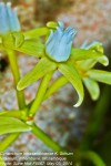 Cynanchum mossambicense