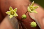 Sisyranthus rhodesicus