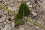 Orthanthera jasminiflora