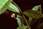 Ceropegia racemosa subsp. secamonoides