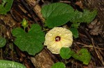Hewittia malabarica