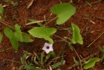 Ipomoea sinensis subsp. blepharosepala
