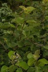 Ehretia obtusifolia
