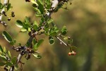 Ehretia rigida subsp. rigida
