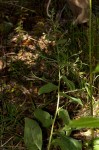 Cynoglossum amplifolium