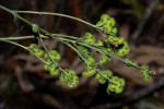 Cynoglossum amplifolium