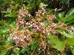 Vitex madiensis subsp. milanjiensis