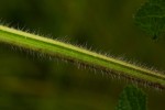 Salvia nilotica