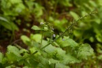 Salvia nilotica