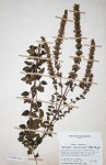 Clinopodium myrianthum