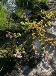 Aeollanthus serpiculoides