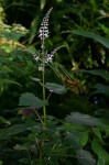 Plectranthus swynnertonii