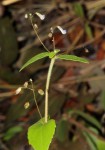 Coleus rhodesianum