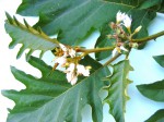 Solanum chrysotrichum