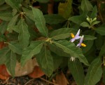 Solanum campylacanthum 'panduriforme type'