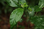 Solanum goetzei