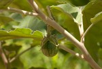 Solanum campylacanthum 'incanum type'