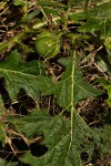 Solanum macrocarpon