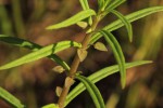 Bacopa floribunda