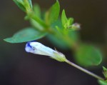 Lindernia parviflora