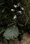 Streptocarpus hirticapsa