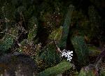 Streptocarpus hirticapsa