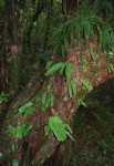 Streptocarpus umtaliensis