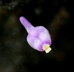 Utricularia arenaria