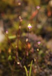 Utricularia pentadactyla