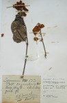 Pseudocalyx saccatus
