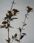 Crossandra spinescens