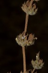 Dicliptera verticillata